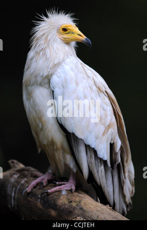 Un vautour bénéficie d'une belle journée à la San Diego Zoo's Wild Animal Park de San Diego, CA. le 4 décembre 2010.(Image Crédit : © John Pyle/Cal/ZUMAPRESS.com) Media Sport Banque D'Images