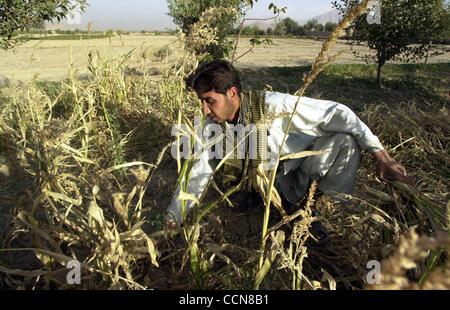 Aug 31, 2004 ; Afghanistan ; PHOTO : Date inconnue ; dans un village au nord de Kaboul, Lutfullah Nooru (23) du New World village Dary, tente de sauver ce qui peu de maïs a augmenté. Bien que les élections et les seigneurs de faire l'actualité dans l'ouest, demandez à l'Afghan moyen dans les rues et il vous dira l'absence de w Banque D'Images