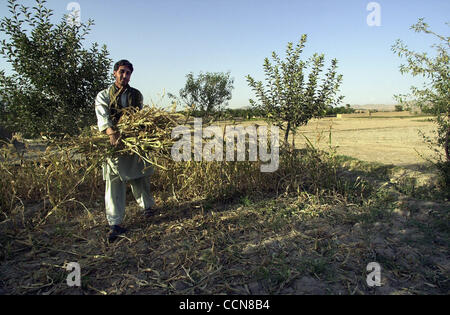 Aug 31, 2004 ; Afghanistan ; PHOTO : Date inconnue ; dans un village au nord de Kaboul, Lutfullah Nooru (23) du New World village Dary, tente de sauver ce qui peu de maïs a augmenté. Bien que les élections et les seigneurs de faire l'actualité dans l'ouest, demandez à l'Afghan moyen dans les rues et il vous dira l'absence de w Banque D'Images