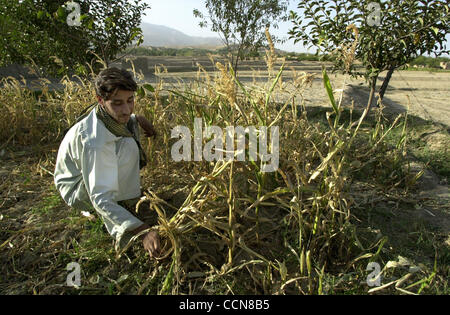 Aug 31, 2004 ; Afghanistan ; PHOTO : Date inconnue ; dans un village au nord de Kaboul, Lutfullah Nooru (23) du New World village Dary, tente de sauver ce qui peu de maïs a augmenté. Bien que les élections et les seigneurs de faire l'actualité dans l'ouest, demandez à l'Afghan moyen dans les rues et il vous dira l'absence de w Banque D'Images