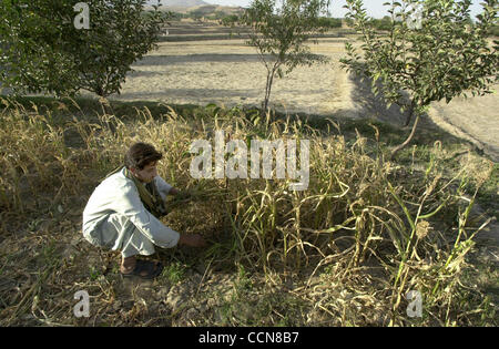 Aug 31, 2004 ; Afghanistan ; PHOTO : Date inconnue ; dans un village au nord de Kaboul, Lutfullah Nooru (23) du New World village Dary, tente de sauver ce qui peu de maïs a augmenté. Bien que les élections et les seigneurs de faire l'actualité dans l'ouest, demandez à l'Afghan moyen dans les rues et il vous dira l'absence de w Banque D'Images