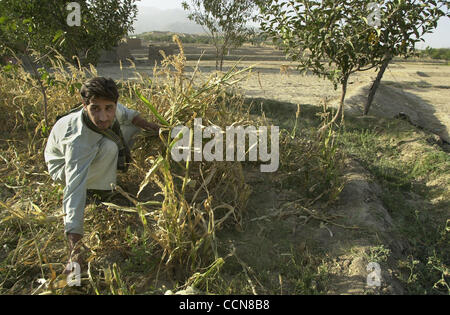 Aug 31, 2004 ; Afghanistan ; PHOTO : Date inconnue ; dans un village au nord de Kaboul, Lutfullah Nooru (23) du New World village Dary, tente de sauver ce qui peu de maïs a augmenté. Bien que les élections et les seigneurs de faire l'actualité dans l'ouest, demandez à l'Afghan moyen dans les rues et il vous dira l'absence de w Banque D'Images