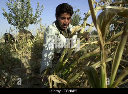 Aug 31, 2004 ; Afghanistan ; PHOTO : Date inconnue ; dans un village au nord de Kaboul, Lutfullah Nooru (23) du New World village Dary, tente de sauver ce qui peu de maïs a augmenté. Bien que les élections et les seigneurs de faire l'actualité dans l'ouest, demandez à l'Afghan moyen dans les rues et il vous dira l'absence de w Banque D'Images