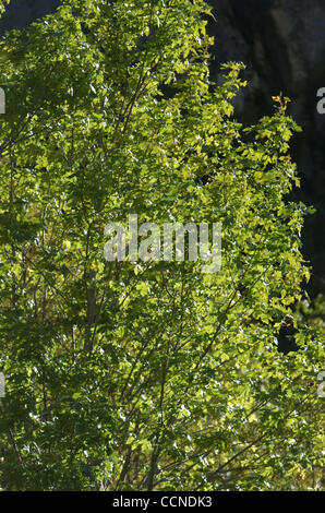 Sep 23, 2004 ; Kings Canyon, CA, USA ; aspen grove, le Parc National Kings Canyon. "Dans la nature sauvage se trouve l'espoir du monde - le doux, frais, non remboursés, unblighted désert." Citation de John Muir, 1838-1914, fondateur du Sierra Club. Banque D'Images