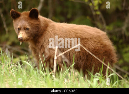 22 mai, 2003 ; le Glacier National Park, Montana, USA ; un ours noir de fourrages pour l'alimentation le long d'une route dans le parc national des Glaciers, au Montana, avec l'ours noir, le Glacier National Park abrite de nombreux types d'animaux, y compris l'ours grizzli, le loup, et l'orignal. Crédit obligatoire : Photo de Robin/Loznak pré ZUMA Banque D'Images