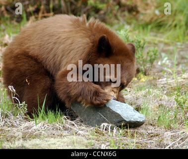 22 mai, 2003 ; le Glacier National Park, Montana, USA ; un ours noir de fourrages pour l'alimentation le long d'une route dans le parc national des Glaciers, au Montana, avec l'ours noir, le Glacier National Park abrite de nombreux types d'animaux, y compris l'ours grizzli, le loup, et l'orignal. Crédit obligatoire : Photo de Robin/Loznak pré ZUMA Banque D'Images