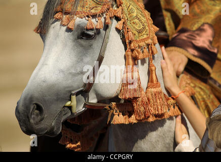 7 octobre 2010 - Lexington, Kentucky, USA - les enfants de l'école caressé certains chevaux arabes après leur performance dans le village au cours de l'arène hippique Jeux Equestres Mondiaux FEI Alltech au Kentucky Horse Park. Après chaque représentation, les membres de l'auditoire a eu l'occasion de parler au conducteur Banque D'Images