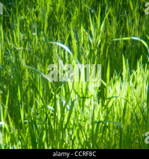 Los Osos, fabriquées main e l'herbe dans la réserve nationale Los Osos à Los Osos, Californie, États-Unis d'Amérique ©2009 David H. Wells / l'Image Works Banque D'Images