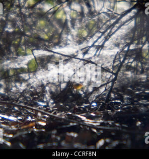 Los Osos, California Spider Webs sur les branches en état Los Osos réserver à Los Osos, Californie, États-Unis d'Amérique ©2009 David H. Wells / l'Image Works Banque D'Images