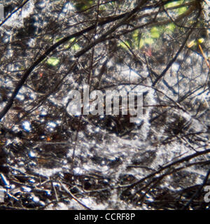 Los Osos, California Spider Webs sur les branches en état Los Osos réserver à Los Osos, Californie, États-Unis d'Amérique ©2009 David H. Wells / l'Image Works Banque D'Images