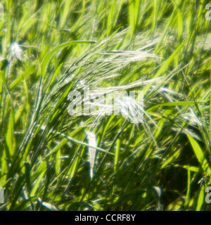 Los Osos, fabriquées main e l'herbe dans la réserve nationale Los Osos à Los Osos, Californie, États-Unis d'Amérique ©2009 David H. Wells / l'Image Works Banque D'Images