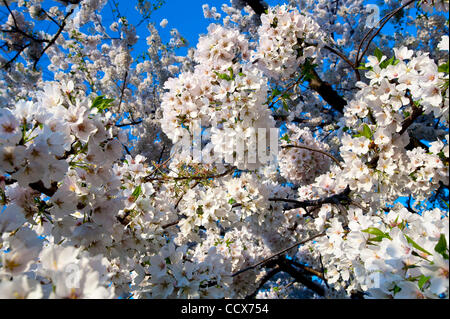 2 avril 2010 - Washington, District de Columbia aux États-Unis - Les visiteurs du festival des cerisiers en fleur errer si près de la bibliothèque de la Tulipe du bassin de marée. Le National Cherry Blossom Festival est chaque année un événement de deux semaines qui célèbre le printemps à Washington, DC, ainsi que les 1912 Don de la cherry b Banque D'Images