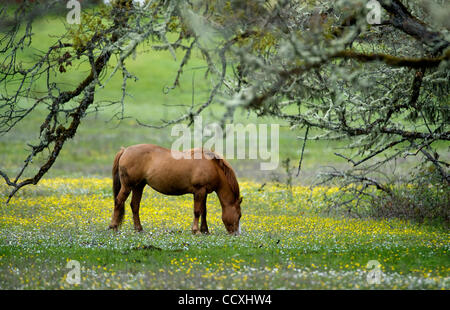 Apr 14, 2010 - 1100, l'Oregon, USA - Un cheval se nourrit dans un pâturage rural près de Glide, Oregon. (Crédit Image : © Robin Loznak/ZUMA Press) Banque D'Images