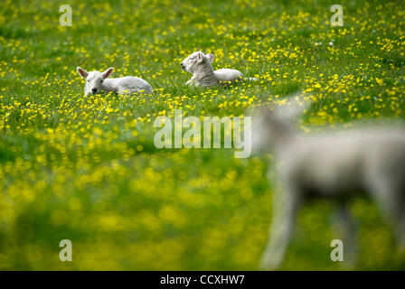 Apr 14, 2010 - 1100, l'Oregon, USA - Agneaux vous détendre dans un pâturage rural près de Glide, Oregon. (Crédit Image : © Robin Loznak/ZUMA Press) Banque D'Images