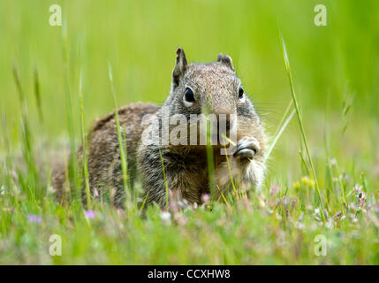 Apr 14, 2010 - 1100, l'Oregon, USA - un écureuil gris digger se nourrit de pousses d'herbe dans un champ près de Glide, Oregon. (Crédit Image : © Robin Loznak/ZUMA Press) Banque D'Images