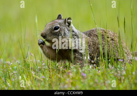 Apr 14, 2010 - 1100, l'Oregon, USA - un écureuil gris digger se nourrit de pousses d'herbe dans un champ près de Glide, Oregon. (Crédit Image : © Robin Loznak/ZUMA Press) Banque D'Images