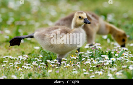 Le 19 mai 2010 - Roseburg, Oregon, USA - Une bernache du Canada gosling s'étend tout en se nourrissant dans un champ de fleurs près d'un étang dans la région de Roseburg. (Crédit Image : © Loznak ZUMApress.com)/Robin Banque D'Images