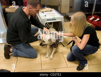 Mar 21, 2008 - Camp Pendleton, en Californie, USA - Marine Le Capitaine Éric SJOBERG (à gauche) et son épouse CRISSY (droite) "accueillir des picots à l'aéroport de San Diego. Le chien de l'Iraq est liée d'une marine nommé Brian Dennis. Picots stimulants, nommé parce que la plupart de ses oreilles sont manquants, servile avec Dennis et suivi 70 Banque D'Images