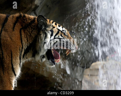 5 de 7 Légende (TAMPA - 04/03/08) : (5) Le tigre du Bengale rugit comme il fait son chemin dans l'un des domaines dans le Tigre Le tigre du Bengale à l'habitat des animaux 'Jungala", la nouvelle attraction de Busch Gardens. KEN HELLE | fois RÉSUMÉ : Appuyez sur aperçu de la nouvelle contribution de 40 millions de 'zone' Jungala à Busch Gardens. Nous avons do Banque D'Images