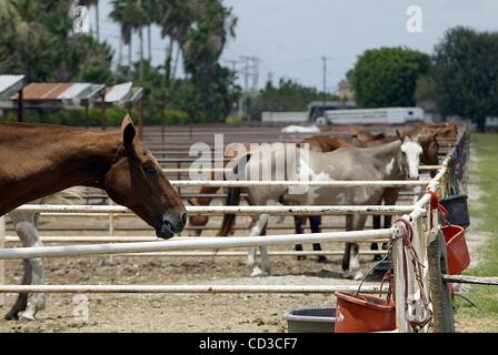 25 avr 2008 - Boca Raton, Floride, USA - Le Royal Palm Polo & Sports Club a fermé ses portes lundi et les propriétaires de chevaux sont à venir chercher leurs poneys restants. Le stade a accueilli de fantaisie cotillion. événements compétitions de polo et l'hôte d'une conférence annuelle de haut fin enchère de voiture sur ses propriétés près de Jog Rd Banque D'Images