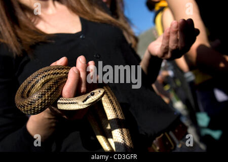 Cocullo,L'Aquila, Italie, 1 mai 2008 La Procession de la Snake Catchers : le premier jeudi de mai, le peuple de Cocullo, un petit groupe de maisons dans les collines des Abruzzes, rendre grâce à leur saint patron Domenico dans une manière quelque peu inhabituelle - ils drapent lui à vivre les serpents.Saint Domenico est Banque D'Images