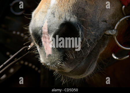 20 avr 2008 - Kindred, Dakota du Nord, USA - un projet de cheval dans le plateau de Neil Nelson de Colfax, N.D., se repose après avoir tiré une charrue bas près de parenté, dans le Dakota du Nord. (Crédit Image : © Bruce Crummy/ZUMA Press) RESTRICTIONS : * Minneapolis - Saint Paul hors de l'Homme * Banque D'Images