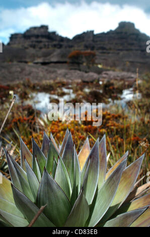 21 avr 2008 - Canaima, Venezuela - un groupe de plantes qui poussent autour de formations rocheuses au sommet du mont Roraima, un 2 810 mètres de haut situé à la montagne dans le sud du Venezuela. Roraima, d'un autre monde avec une combinaison de pierre et de l'eau sur son sommet, est communément l'on croit être le "monde perdu" de Arthur Conan ne Banque D'Images