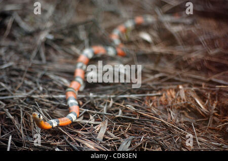 21 avr 2008 - Canaima, VENEZUELA - Un serpent ondule à travers un champ sur la route de Mont Roraima, un 2 810 mètres de haut situé à la montagne dans le sud du Venezuela. Roraima, d'un autre monde avec une combinaison de pierre et de l'eau sur son sommet, est communément l'on croit être le "monde perdu" de Arthur Conan Doyl Banque D'Images