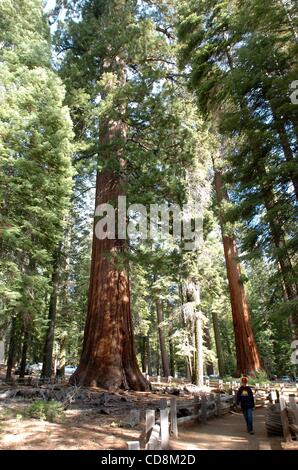 24 nov., 2008 - Yosemite National Park, CA, États-Unis - un garçon promenades par Mariposa Grove avec arbres Séquoia géant du Parc National Yosemite en Californie le 24 novembre 2008. Mariposa Grove est un sequoia grove situé près de Californie, Wawona dans la partie la plus méridionale du Yosemite National Park. C'est t Banque D'Images