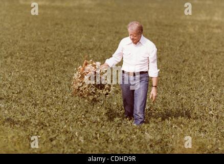 3 février 2011 - Plains, Géorgie, États-Unis - (FILE) un fichier photo datée du 19 août 1978 nous montre le président Jimmy Carter dans un champ d'arachide dans la famille Carter Plains, Géorgie, USA. Carter est un ancien producteur d'arachide. (Crédit Image : © Archives Carter/ZUMAPRESS.com) Banque D'Images