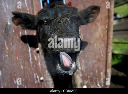 Mar. 22, 2011 - 1100, l'Oregon, États-Unis - un bouvillon est tenu à une pincée chute alors que le fait d'être traités sur le ranch de bétail Hatfield près de 1100. Le Hatfield élever bovins Angus noir sur leurs 2000 acres ranch. (Crédit Image : © Loznak ZUMAPRESS.com)/Robin Banque D'Images