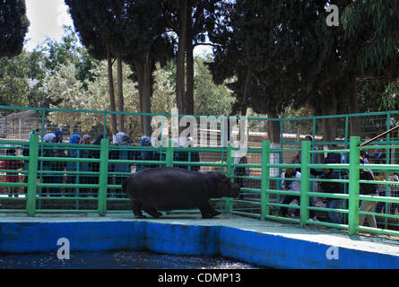 Regardez les Palestiniens un hippopotame au zoo de la ville de Cisjordanie Kalkilya, le 12 avril 2011. L'Hippo est présenté par les autorités israéliennes d'zoo de Ramat-Gan en cadeau à l'unique zoo de Qalqilya en Cisjordanie. Photo de Wagdi Eshtayah Banque D'Images