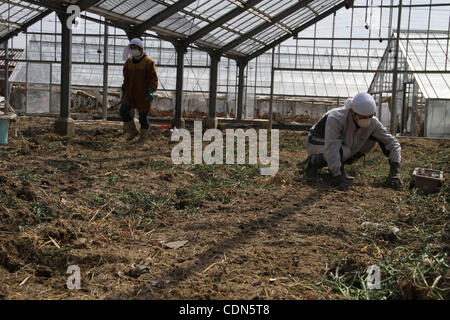 04 mai 2011 - Natori, Miyagi, Japon - TK-nom, un bénévole, a conduit à son domicile dans la préfecture de Kanagawa à la carnation de la famille Sugai ferme qu'il avait vu en vedette dans un article de journal. Il a aidé à retirer les débris d'une serre fortement endommagés. (Crédit Image : © Wesley Joue/ZUMAPRESS.com) Banque D'Images