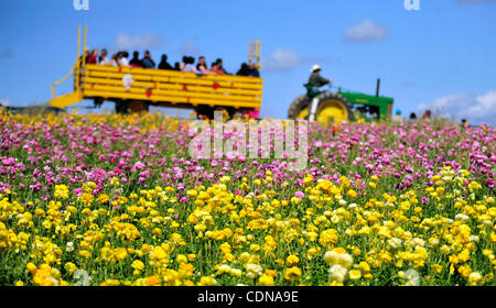 Les visiteurs bénéficient d'une tournée en tracteur par blooming ranunculus fleurs au champs de fleurs de Carlsbad à San Diego, Californie, Dimanche 15 Mai, 2011. (ZUMA Press/Josh Edelson) Banque D'Images