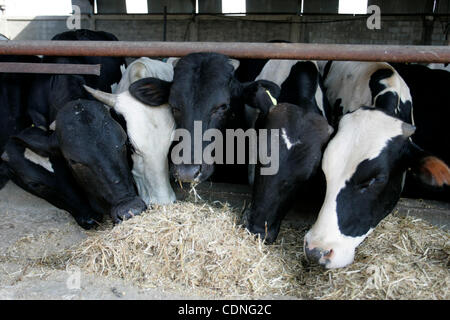 Un ranch de vaches alors qu'un travailleur palestinien employé dans les vaches à l'alimentation dans le camp de réfugiés de Rafah, au sud de la bande de Gaza le 7 juin 2011. Photo par Abed Rahim Khatib Banque D'Images