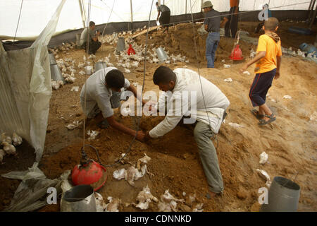 Palestiniens inspecter une ferme avicole endommagée lors d'une attaque aérienne israélienne à Deir al-Balah, dans la bande de Gaza, le 22 juin 2011. Israël a confirmé mercredi qu'elle avait procédé à un bombardement de la bande de Gaza pour la première fois depuis des mois. L'airstrike est survenue après que les militants palestiniens ont tiré une fusée fait maison Banque D'Images