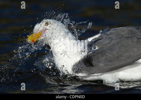 13 juillet 2011 - Brookings, Oregon, États-Unis - une mouette éclabousse dans un ruisseau d'eau douce sur la plage le long de la côte de l'Oregon près de Brookings. Un groupe de grands goélands ont été à tour de rôle dans le bain d'eau fraîche. (Crédit Image : © Loznak ZUMAPRESS.com)/Robin Banque D'Images