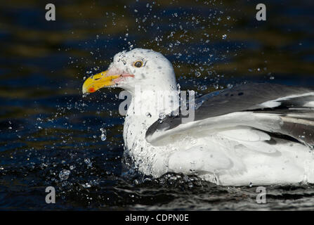 13 juillet 2011 - Brookings, Oregon, États-Unis - une mouette éclabousse dans un ruisseau d'eau douce sur la plage le long de la côte de l'Oregon près de Brookings. Un groupe de grands goélands ont été à tour de rôle dans le bain d'eau fraîche. (Crédit Image : © Loznak ZUMAPRESS.com)/Robin Banque D'Images