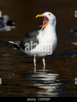13 juillet 2011 - Brookings, Oregon, États-Unis - une mouette bâille avant de se baigner dans un ruisseau d'eau douce sur la plage le long de la côte de l'Oregon près de Brookings. Un groupe de grands goélands ont été à tour de baigner et se baigner dans l'eau froide. (Crédit Image : © Loznak ZUMAPRESS.com)/Robin Banque D'Images