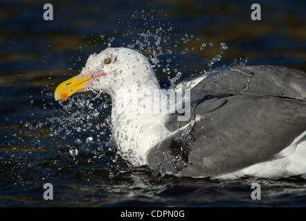13 juillet 2011 - Brookings, Oregon, États-Unis - une mouette éclabousse dans un ruisseau d'eau douce sur la plage le long de la côte de l'Oregon près de Brookings. Un groupe de grands goélands ont été à tour de rôle dans le bain d'eau fraîche. (Crédit Image : © Loznak ZUMAPRESS.com)/Robin Banque D'Images
