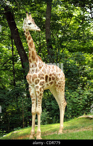 29 mai 2011 - Asheboro, North Carolina, USA - Une girafe alors que sur l'affichage à la Zoo de Caroline du Nord situé dans la région de Asheboro. Copyright 2011 Jason Moore. (Crédit Image : © Jason Moore/ZUMAPRESS.com) Banque D'Images