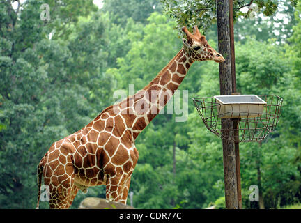 29 mai 2011 - Asheboro, North Carolina, USA - Une girafe alors que sur l'affichage à la Zoo de Caroline du Nord situé dans la région de Asheboro. Copyright 2011 Jason Moore. (Crédit Image : © Jason Moore/ZUMAPRESS.com) Banque D'Images