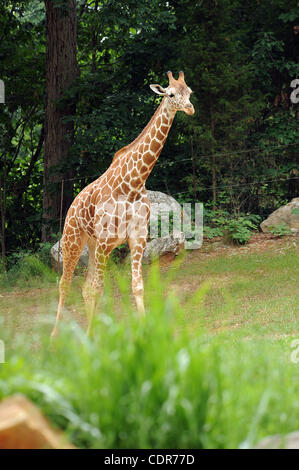 29 mai 2011 - Asheboro, North Carolina, USA - Une girafe alors que sur l'affichage à la Zoo de Caroline du Nord situé dans la région de Asheboro. Copyright 2011 Jason Moore. (Crédit Image : © Jason Moore/ZUMAPRESS.com) Banque D'Images