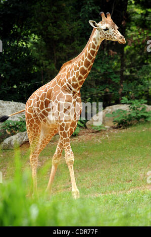 29 mai 2011 - Asheboro, North Carolina, USA - Une girafe alors que sur l'affichage à la Zoo de Caroline du Nord situé dans la région de Asheboro. Copyright 2011 Jason Moore. (Crédit Image : © Jason Moore/ZUMAPRESS.com) Banque D'Images