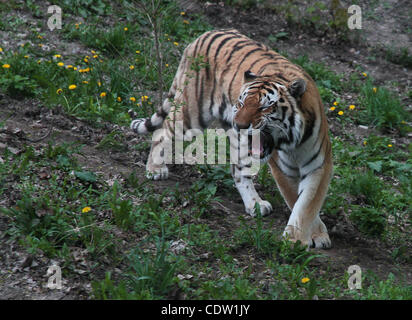 07 mai, 2011 - Syracuse, New York, USA - l'Amur tiger (aussi connu sous le tigre de Sibérie) à Rosamond Gifford Zoo à Syracuse, New York. (Crédit Image : © Sellehuddin ZUMAPRESS.com)/Kamal Banque D'Images