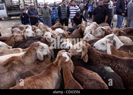 4 novembre 2011 - La ville de Gaza, bande de Gaza - Un vendeur palestinien montre ses animaux à des acheteurs au marché dans la ville de Gaza avant de la communauté musulmane de l'Aïd al-Adha festival à la fin de la semaine. Les musulmans à travers le monde se préparent à célébrer le festival annuel "du Sacrifice" qui marque la fin du Hajj pil Banque D'Images