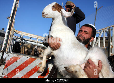 6 novembre 2011 - Ramallah, Cisjordanie - hommes palestiniens acheter des moutons à un marché de l'élevage en vue de la maison de l'Aïd al-Adha, qui est marqué par la mort sacrificielle de moutons, chèvres, vaches ou des chameaux. (Crédit Image : © Issam Rimawi APA/Images/ZUMAPRESS.com) Banque D'Images