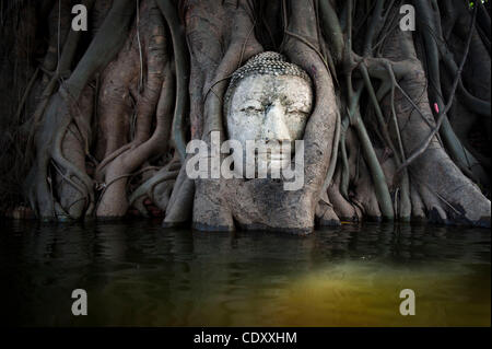 Le 10 novembre 2011 - Ayutthaya, Bangkok, Thaïlande - une tête de Bouddha enveloppé dans le tronc d'un arbre de Bodhi est partiellement submergé par les eaux de crue dans les ruines du Wat Mahathat temple. Les inondations en Thaïlande ont dévasté une grande partie du centre bassin du fleuve Chao Phraya et tué près de 400 personnes. (Cred Banque D'Images