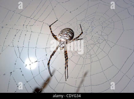 28 octobre, 2011 - Elkton, Oregon, États-Unis - Un jardin araignée noire et jaune qui est dans sa toile revêtue de rosée que le soleil du matin burns à travers une épaisse couche de brouillard sur une colline près de Elkton. (Crédit Image : © Loznak ZUMAPRESS.com)/Robin Banque D'Images