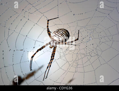 28 octobre, 2011 - Elkton, Oregon, États-Unis - Un jardin araignée noire et jaune qui est dans sa toile revêtue de rosée que le soleil du matin burns à travers une épaisse couche de brouillard sur une colline près de Elkton. (Crédit Image : © Loznak ZUMAPRESS.com)/Robin Banque D'Images